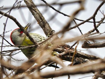 2022年1月14日(金) 天理ダム風致公園の野鳥観察記録