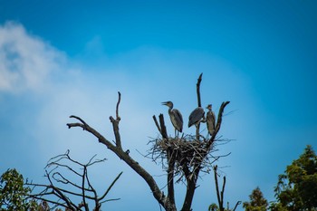 Grey Heron 橿原神宮深田池 Sat, 7/22/2017