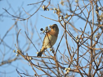 2022年1月3日(月) 奈良公園の野鳥観察記録