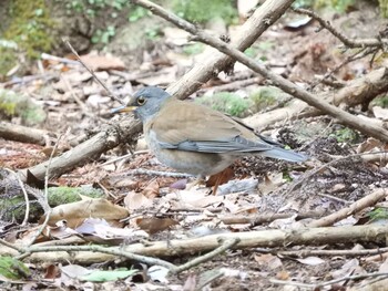 2022年1月1日(土) 奈良公園の野鳥観察記録