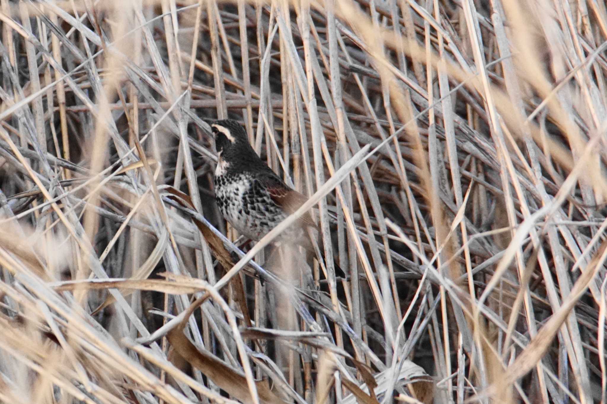 Photo of Dusky Thrush at 涸沼 by bea