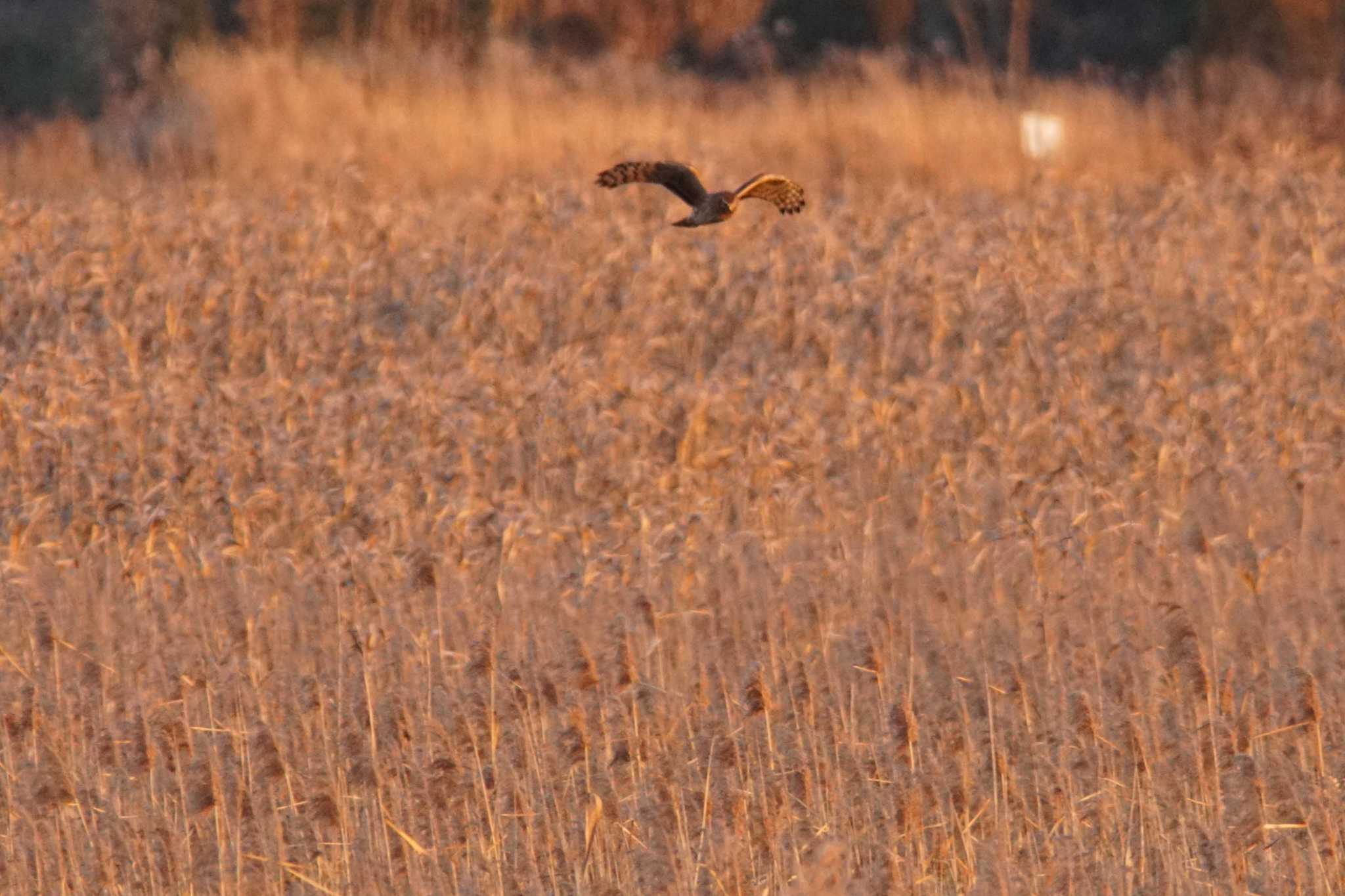 Hen Harrier