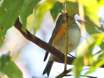 2022年1月12日(水) 岡崎市南公園の野鳥観察記録