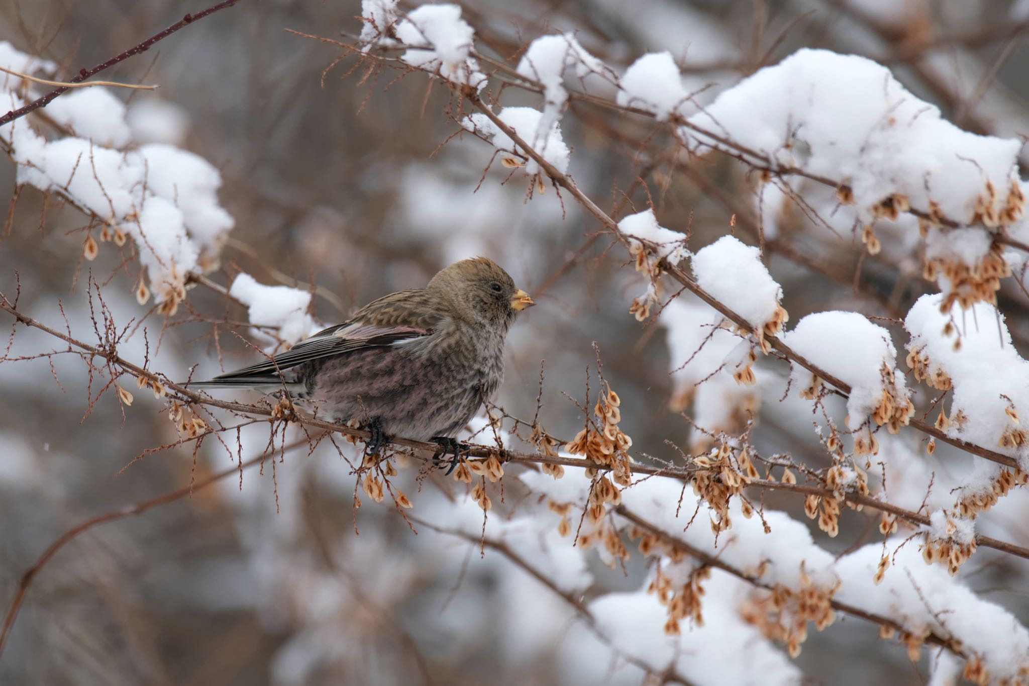 雪が降ったので林道へ by たくぱま