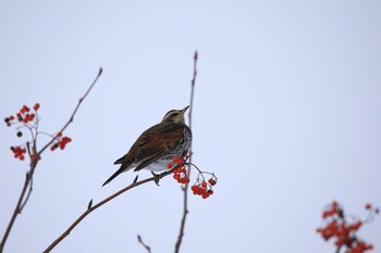 Dusky Thrush キトウシ森林公園 Tue, 12/28/2021