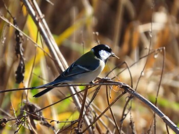 Japanese Tit Lake Kawaguchiko Sun, 12/12/2021