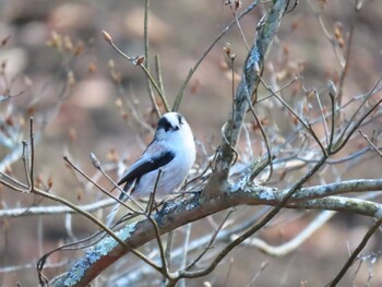 Long-tailed Tit 西湖 Sun, 12/12/2021