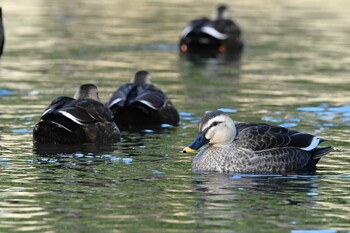 カルガモ 桶川城山公園 2022年1月15日(土)