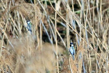 Japanese Tit 行徳野鳥保護区 Sat, 1/15/2022