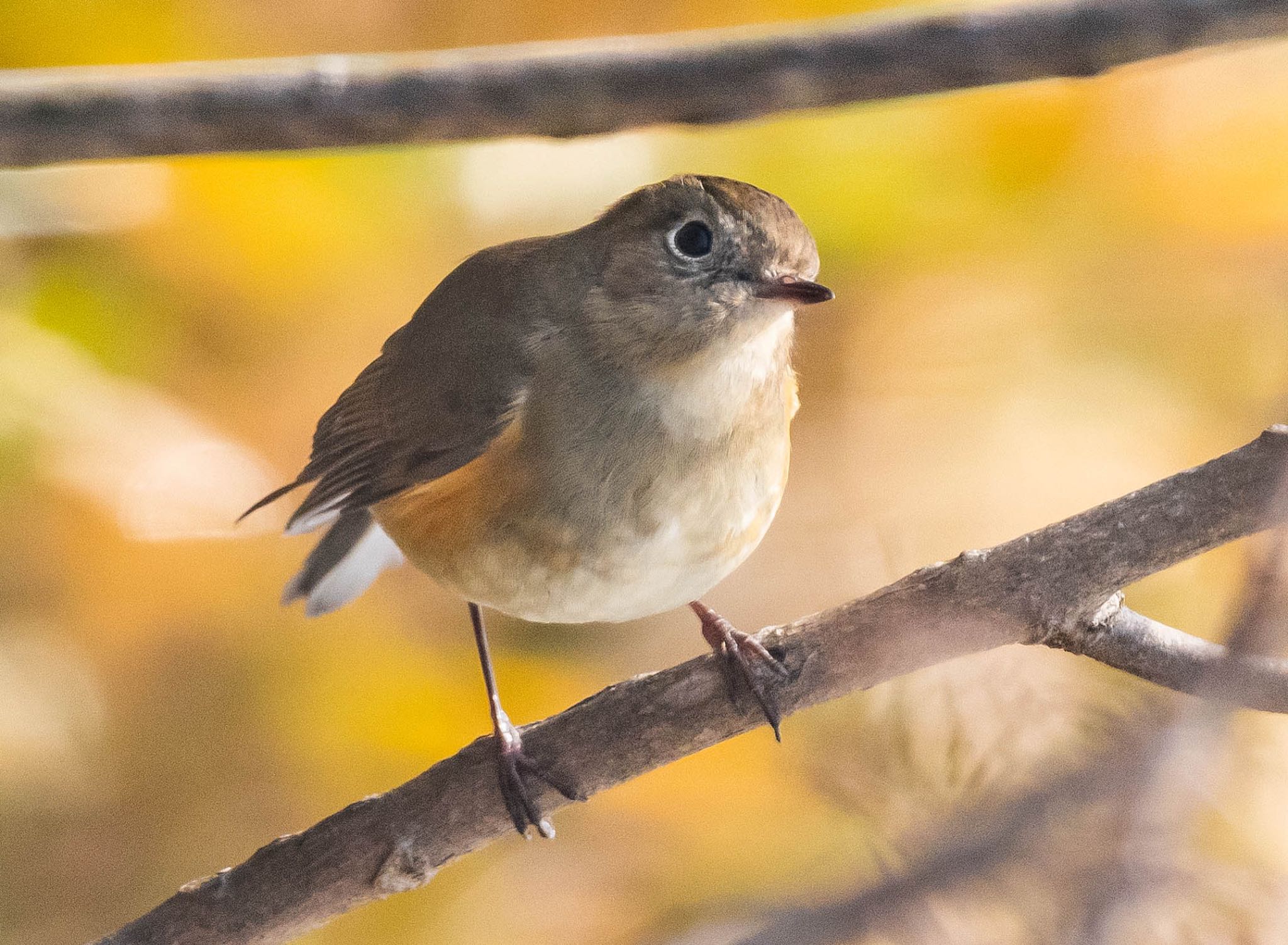 Photo of Red-flanked Bluetail at 山県市自宅 by 89 Hiro