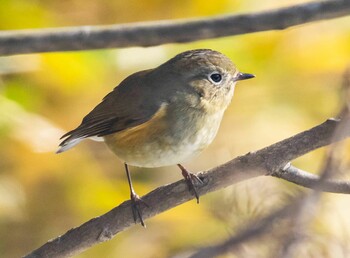 Red-flanked Bluetail 山県市自宅 Sat, 1/15/2022