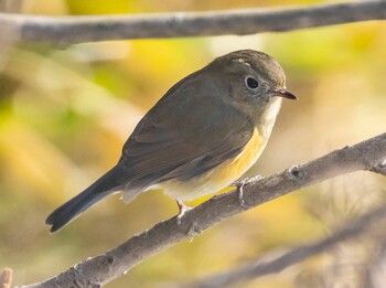 Red-flanked Bluetail 山県市自宅 Sat, 1/15/2022