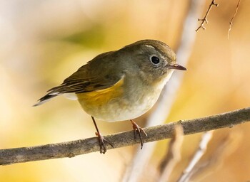 Red-flanked Bluetail 山県市自宅 Sat, 1/15/2022