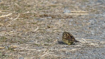 2022年1月15日(土) 埼玉県さいたま市の野鳥観察記録