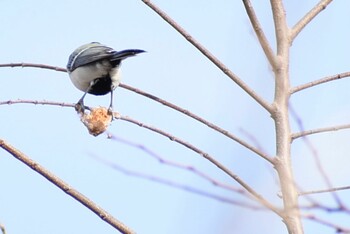 Japanese Tit 埼玉県さいたま市 Sat, 1/15/2022