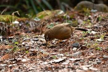 ガビチョウ 生田緑地 2022年1月15日(土)