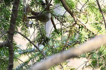 ウグイス 生田緑地 2022年1月15日(土)