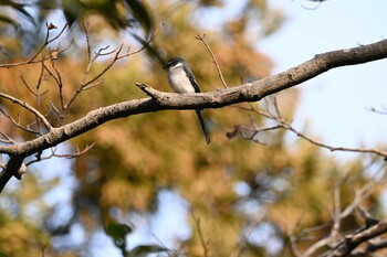 2022年1月15日(土) 生田緑地の野鳥観察記録