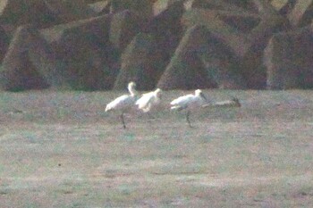 Black-faced Spoonbill Fujimae Tidal Flat Sat, 1/15/2022