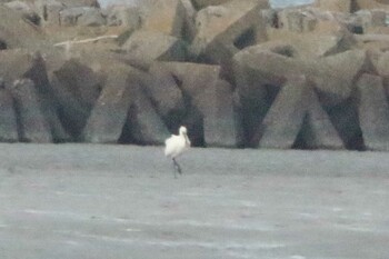 Eurasian Spoonbill Fujimae Tidal Flat Sat, 1/15/2022