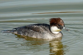 Smew 奈良市水上池 Sat, 1/15/2022