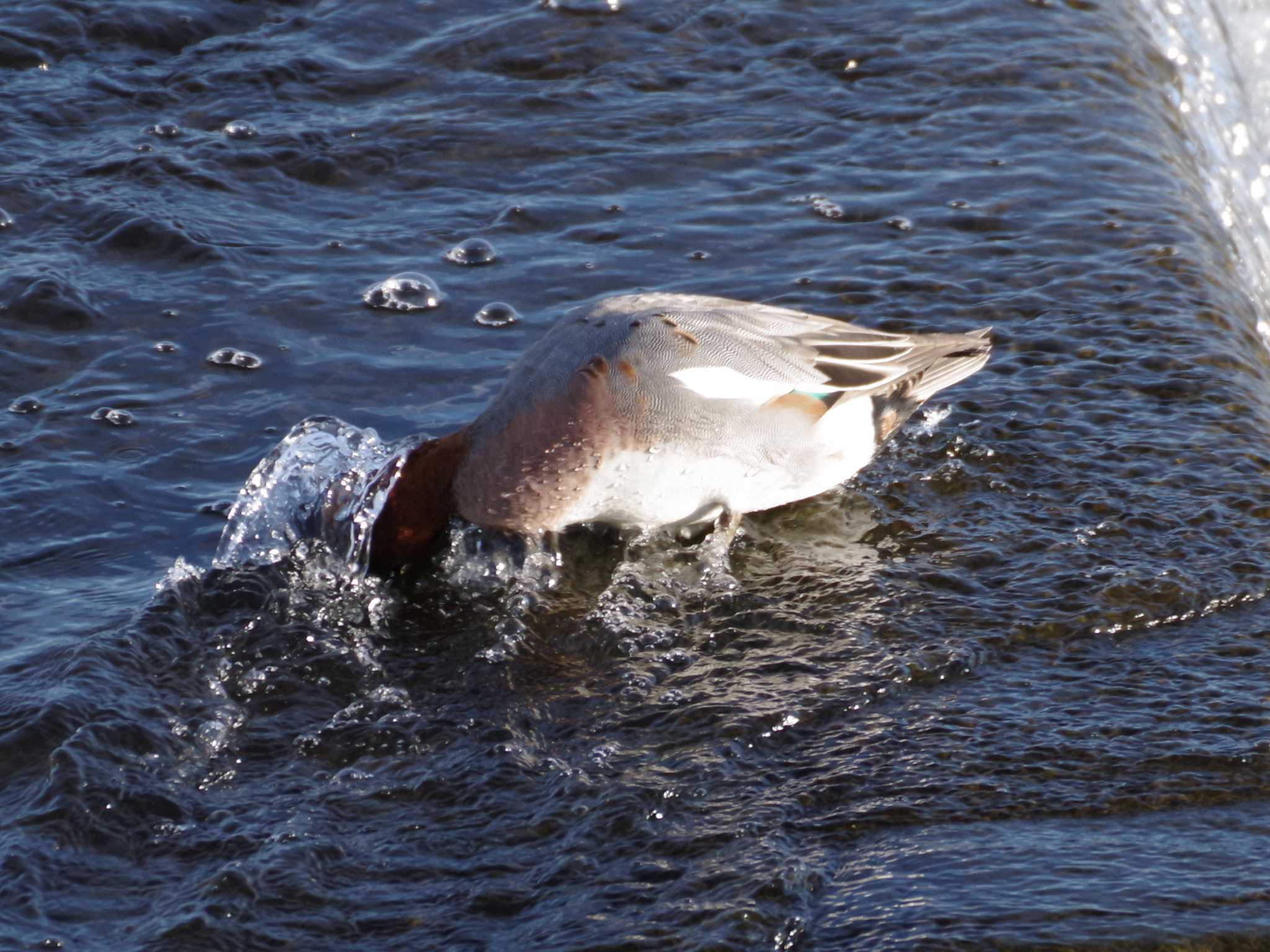 Eurasian Wigeon