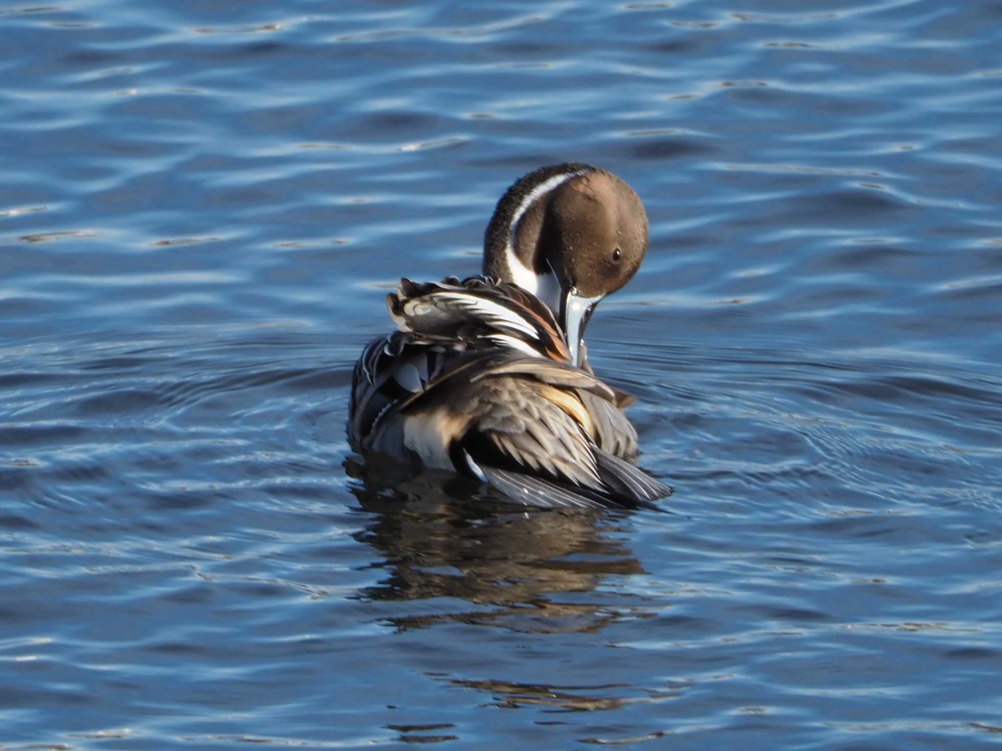 Northern Pintail