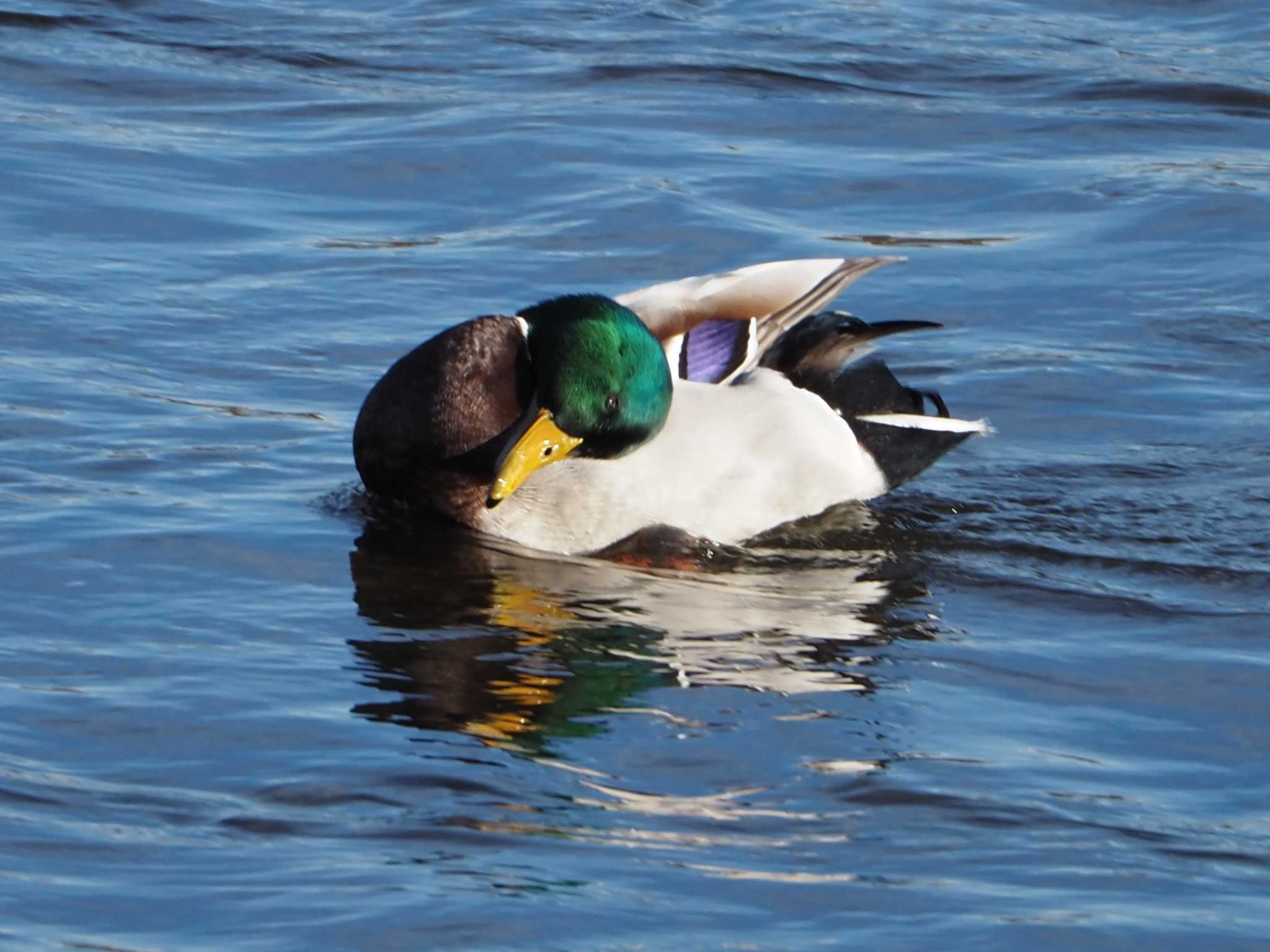 Mallard