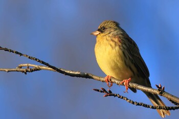 アオジ 東高根森林公園 2022年1月15日(土)