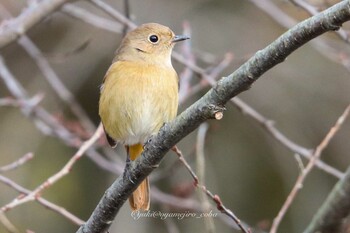 2022年1月13日(木) 石神井公園の野鳥観察記録