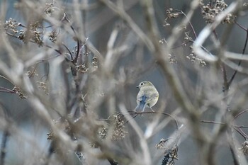 ルリビタキ 若山ダム(石川県珠洲市) 2022年1月15日(土)