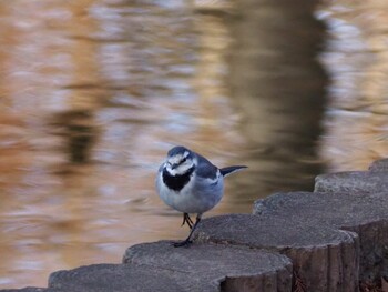 White Wagtail 別所沼公園(埼玉県) Sat, 1/15/2022