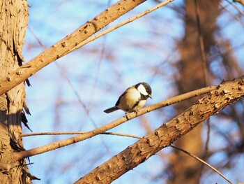 Japanese Tit 別所沼公園(埼玉県) Sat, 1/15/2022