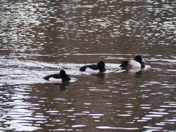 Tufted Duck 別所沼公園(埼玉県) Sat, 1/15/2022