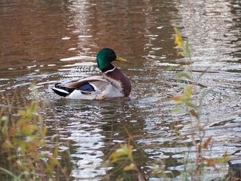 マガモ 別所沼公園(埼玉県) 2022年1月15日(土)