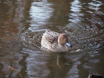 オナガガモ 別所沼公園(埼玉県) 2022年1月15日(土)