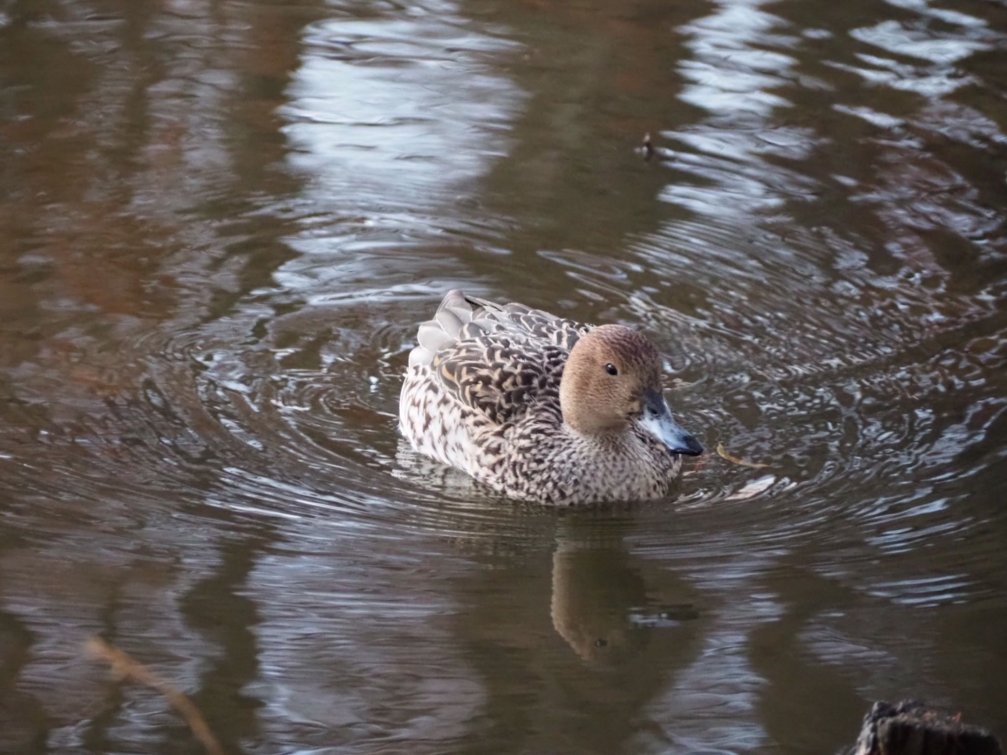 別所沼公園(埼玉県) オナガガモの写真 by Q-chan