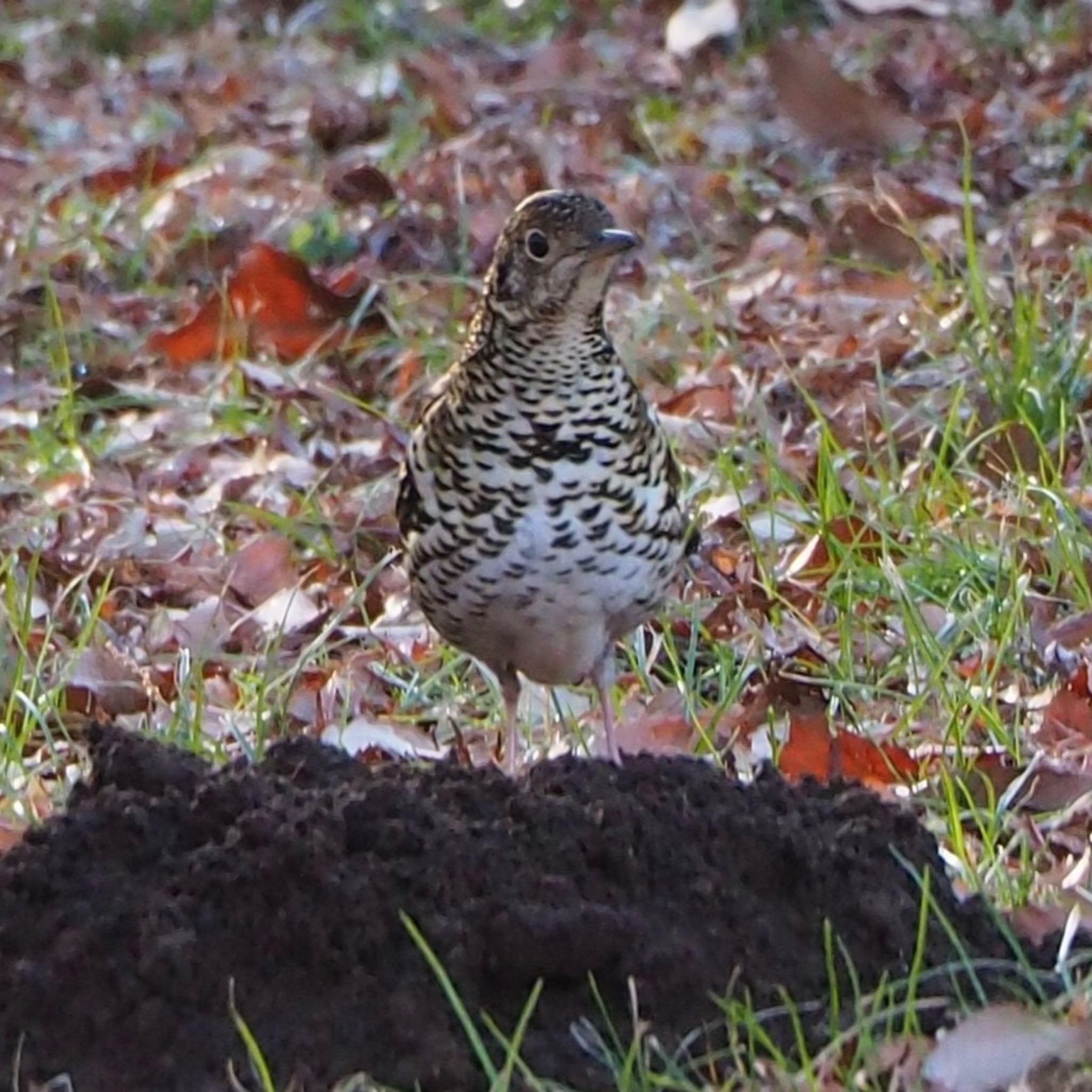 White's Thrush