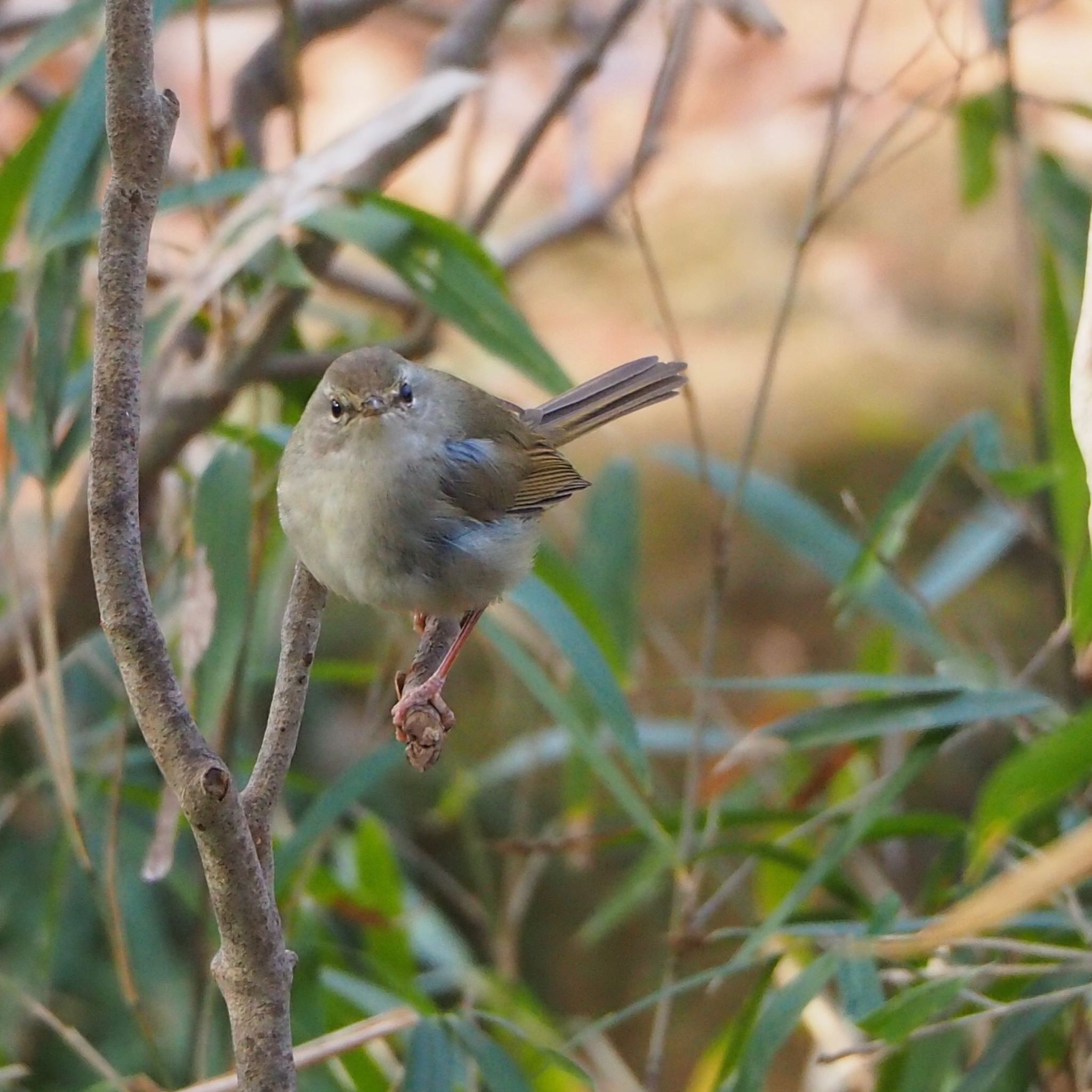 Japanese Bush Warbler