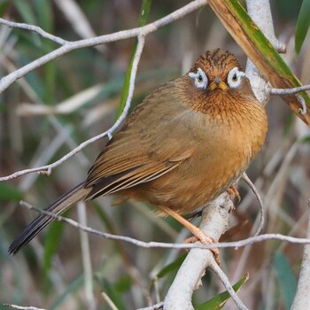 Sat, 1/15/2022 Birding report at 東京都立桜ヶ丘公園(聖蹟桜ヶ丘)