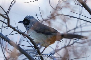 カオグロガビチョウ 多摩川 2022年1月3日(月)