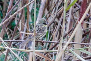 2022年1月15日(土) 北葛城郡の野鳥観察記録