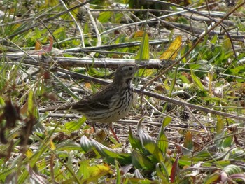 Water Pipit 相模原沈殿池 Sat, 1/15/2022