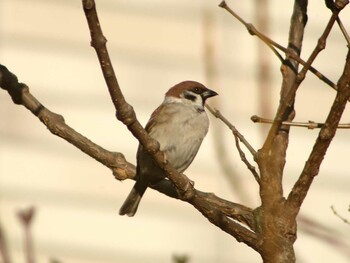 Eurasian Tree Sparrow 21世紀の森と広場(千葉県松戸市) Sat, 1/15/2022