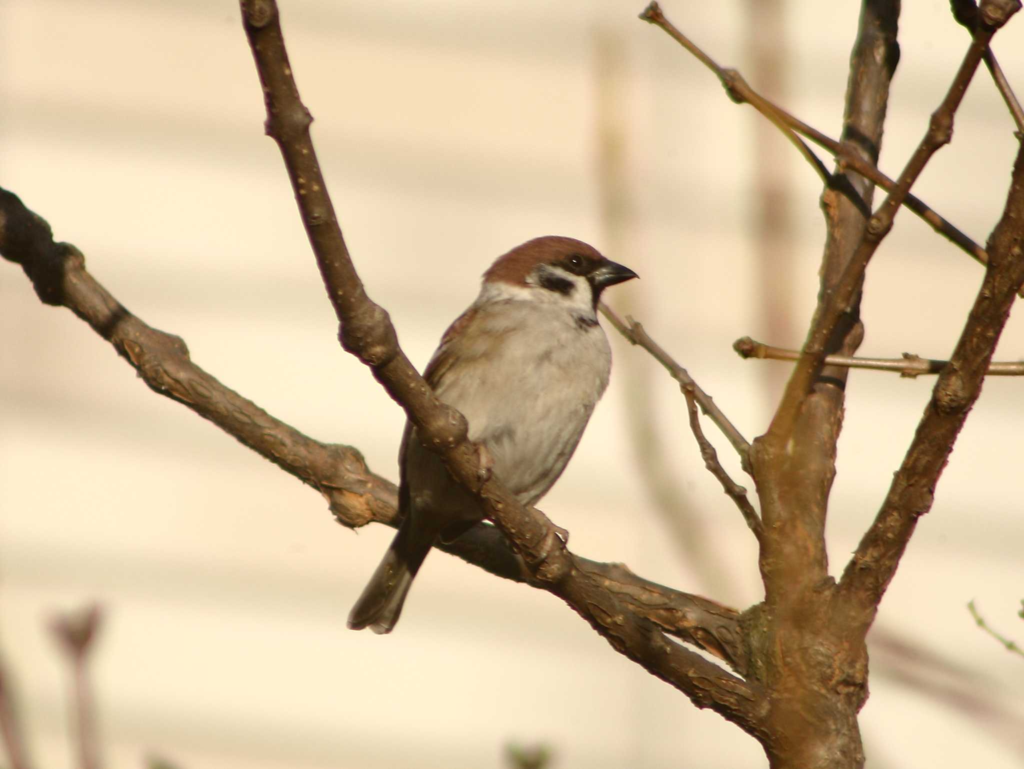 Eurasian Tree Sparrow