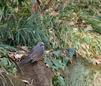 ヒヨドリ 座間谷戸山公園 2022年1月15日(土)