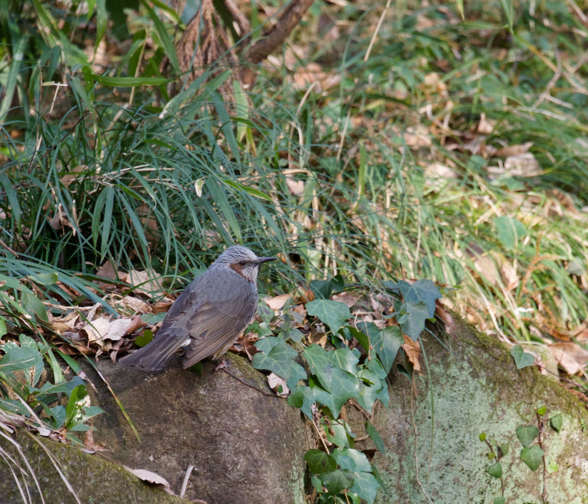 座間谷戸山公園 ヒヨドリの写真 by 蒼い鳥