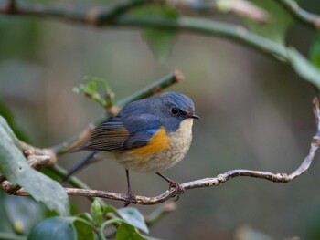 2022年1月15日(土) 座間谷戸山公園の野鳥観察記録