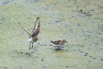 Red-necked Stint Unknown Spots Sun, 7/23/2017