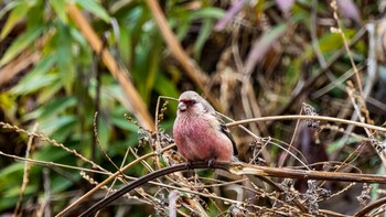 ベニマシコ 県営春日山公園(滋賀県) 2022年1月15日(土)